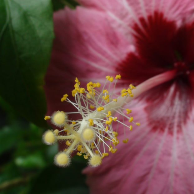 أحلى ورد وزهور Best Roses & Flowers صور خلفيات عالية الدقة HD Wallpapers